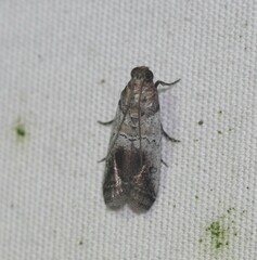 Chararica hystriculella