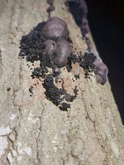 Hypoxylaceae