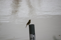 Ptilotula penicillata