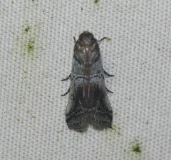 Chararica hystriculella