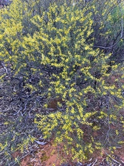 Acacia colletioides