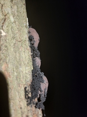 Hypoxylaceae