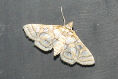 Pseudopyrausta santatalis