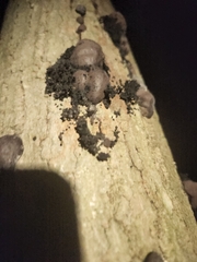 Hypoxylaceae