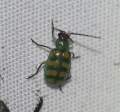 Diabrotica balteata