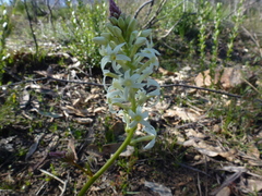 Stackhousia subterranea