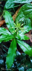 Habenaria stenopetala
