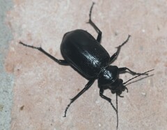 Calosoma