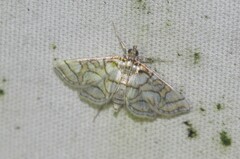 Pseudopyrausta santatalis