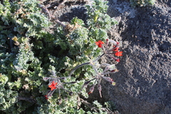 Pelargonium fulgidum