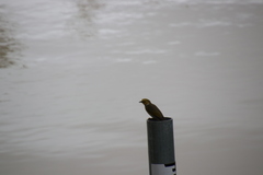 Ptilotula penicillata