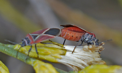 Neacoryphus bicrucis