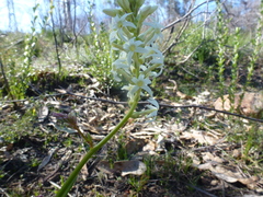 Stackhousia subterranea