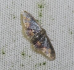 Idaea scintillularia
