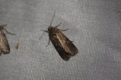 Spodoptera exigua