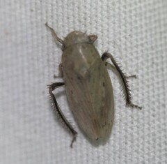 Negosiana dualis