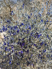 Psorothamnus spinosus