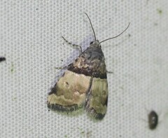 Cobubatha dividua