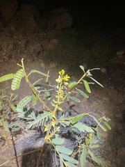 Senna notabilis