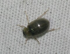 Berosus