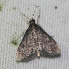 Steniodes declivalis