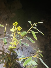 Senna notabilis
