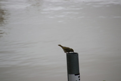 Ptilotula penicillata