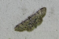 Idaea pervertipennis