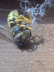 Vespula alascensis