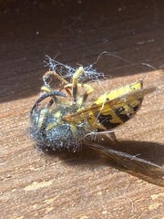 Vespula alascensis