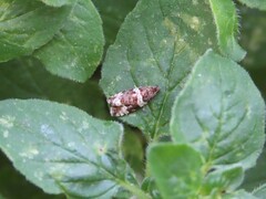 Olethreutes fasciatana