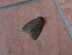 Olepa ricini