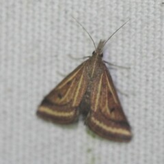 Microtheoris ophionalis