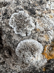 Lecanoraceae