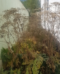 Heracleum dissectum