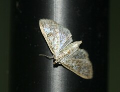 Palpita