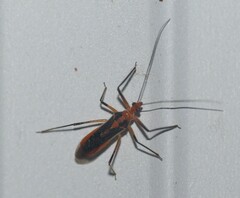 Repipta taurus