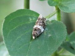 Olethreutes fasciatana