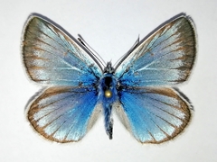 Polyommatus damon