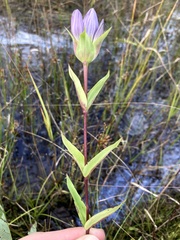 Gentiana rubricaulis