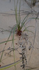 Gladiolus gueinzii