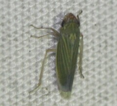 Xyphon reticulatum