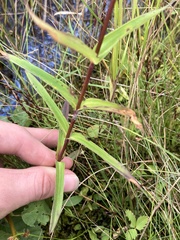 Gentiana rubricaulis