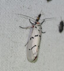 Enaemia atrolinea