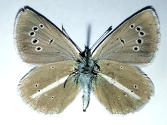 Polyommatus damon