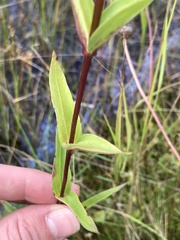 Gentiana rubricaulis