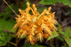 Platanthera ciliaris