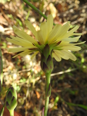 Lactuca tuberosa