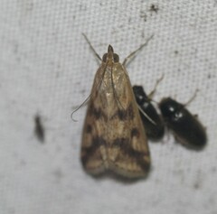 Achyra bifidalis