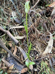 Pterostylis alpina